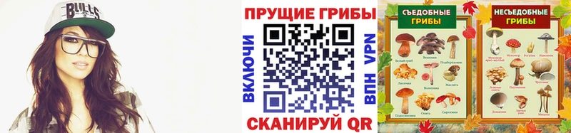Псилоцибиновые грибы Cubensis  Торопец 